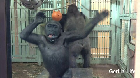 Amazing! Kintaro got out before Dad Momotaro @gorilla