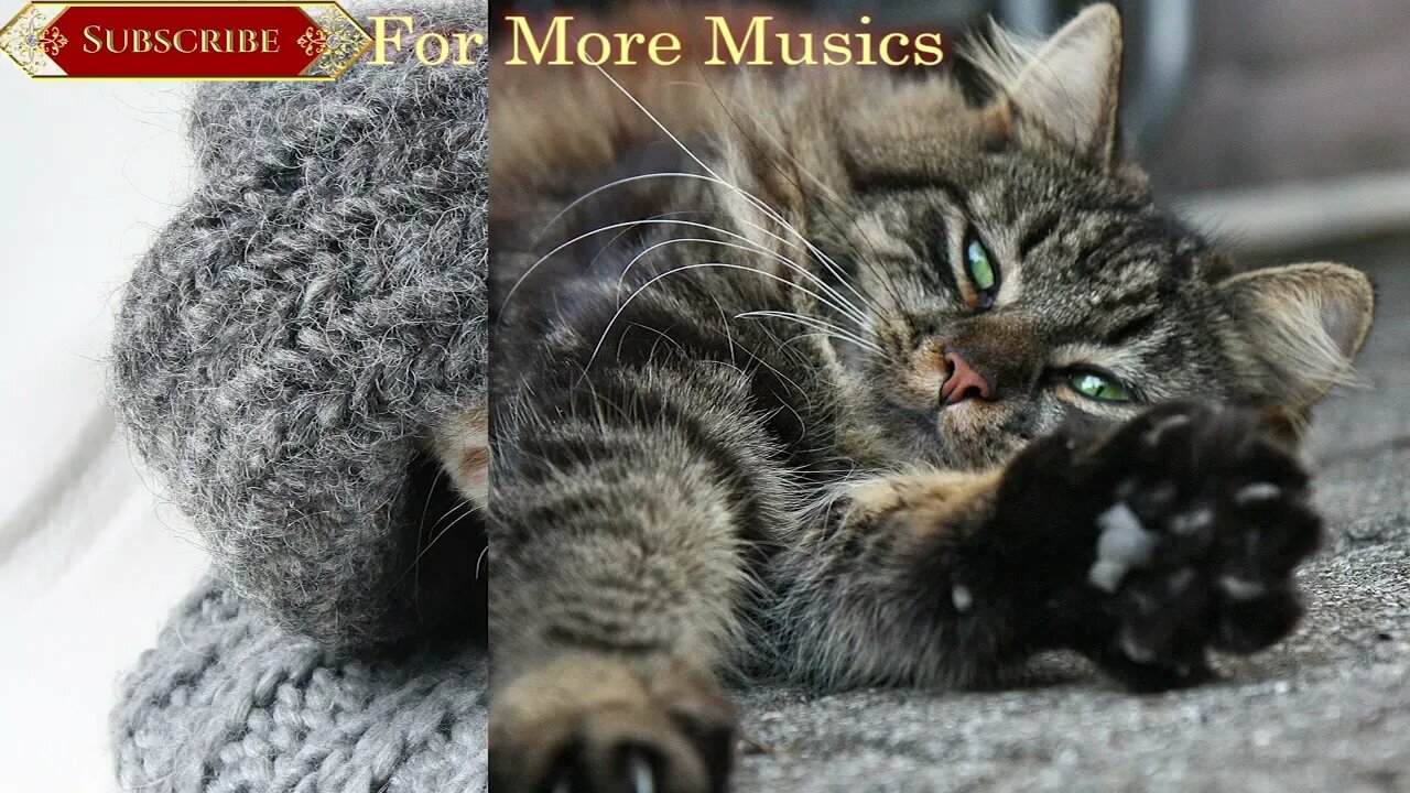 Relaxing Music For Cats & Kittens