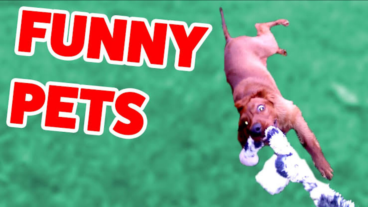 Top Funny Pet Videos - TRY NOT TO LAUGH Best Of 2020