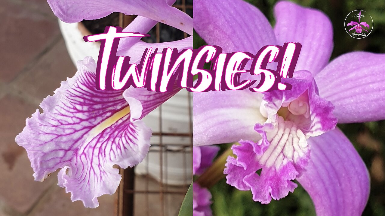 Cattleya maxima Laelia crispilabia Commonalities | South America's GIFT to the WORLD #ninjaorchids