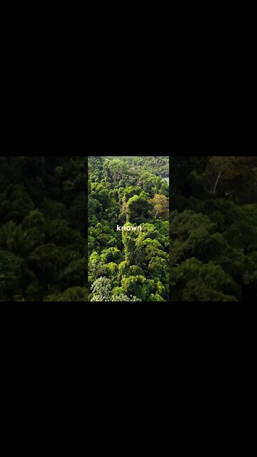 Amazon Rainforest: Unveiling the Lungs of the Earth