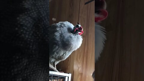 Two male guinea fowl talking in my house