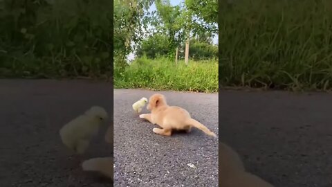 Adorable #shorts #tiktok #cute #funnyvideos #funnyanimals