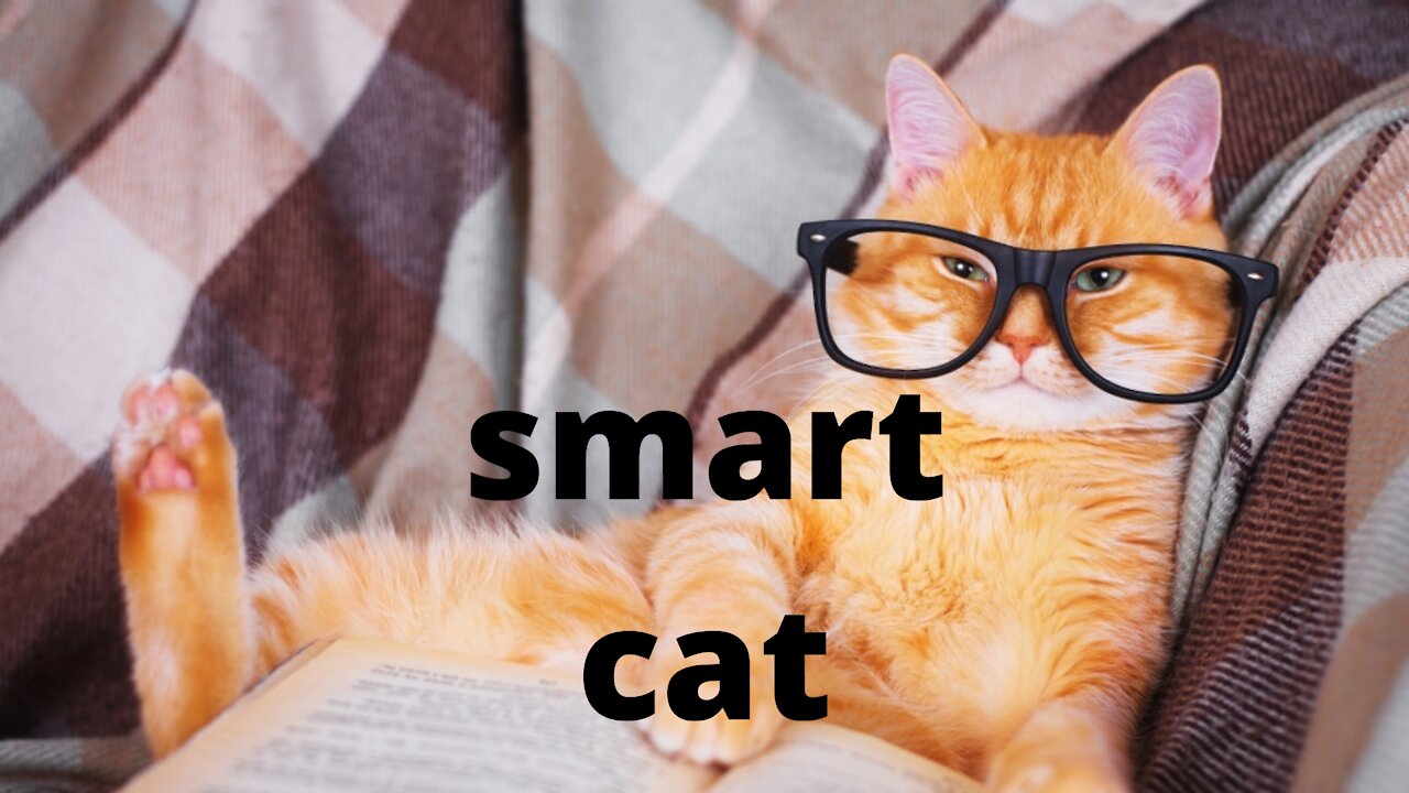 smart cats that will make you laugh