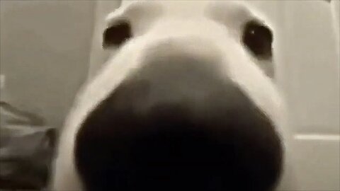 [10 HOURS] of Dog Sniffing the Camera