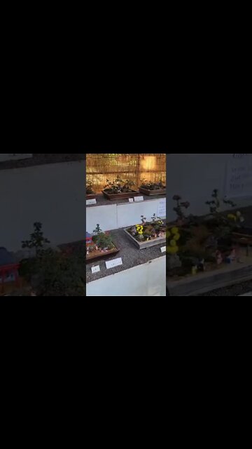 AlL bOnsAi aRE MINi #japan #travel #bonsai