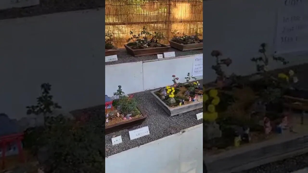 AlL bOnsAi aRE MINi #japan #travel #bonsai