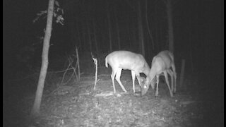 Monster buck eating my food plot and his lil protege