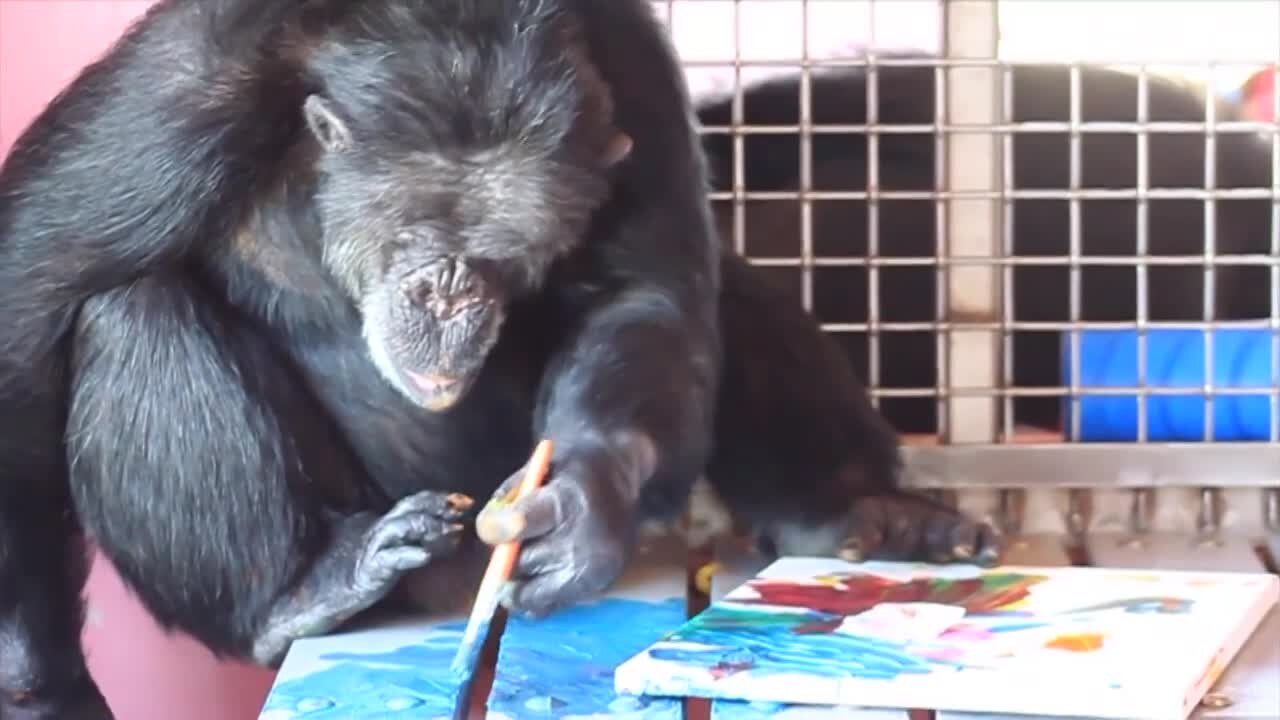 Chimpanzees make art to sell to support their sanctuary