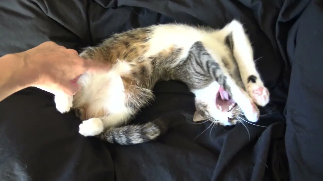 Adorable Little Cat Stretches