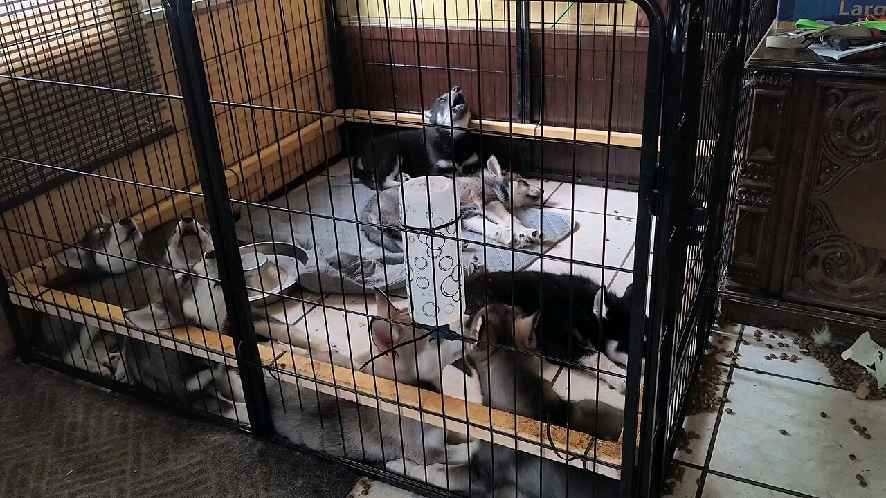 Wolfdog puppies and husky mom howling