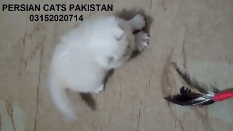 Cream Color Beautiful Pure Persian Kitten Baby Cute And Play Full