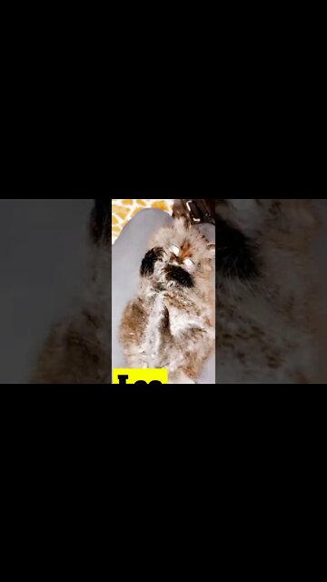 #persian #kitten #leo #shorts #blackcat #youtubeshorts