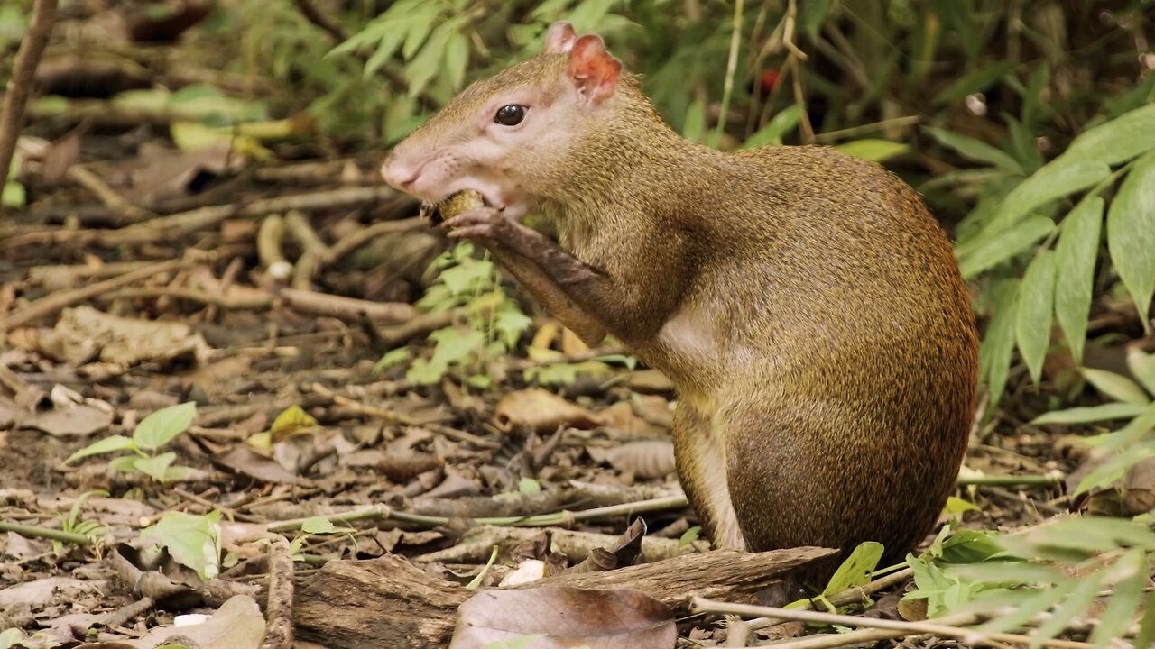 "The Central American Agouti: Nature’s Nutcracker"