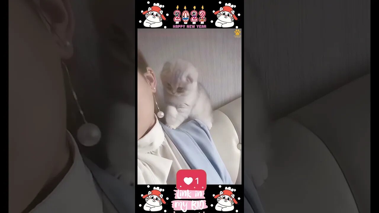 #20_😂😹😂 #Cute #Animals #For #When #You #Are #Stressed 😂😹😂 (#2022)