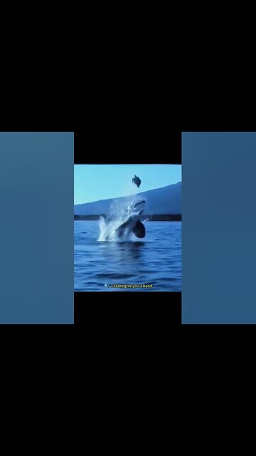 Funny Animals & Cute Pets Videos Compilation #funny animals #healing #shorts