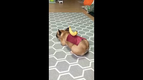 I want to know what the dog had to go through to be this compliant 😮