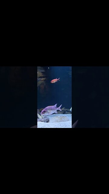 Ripley's aquarium Myrtlebeach