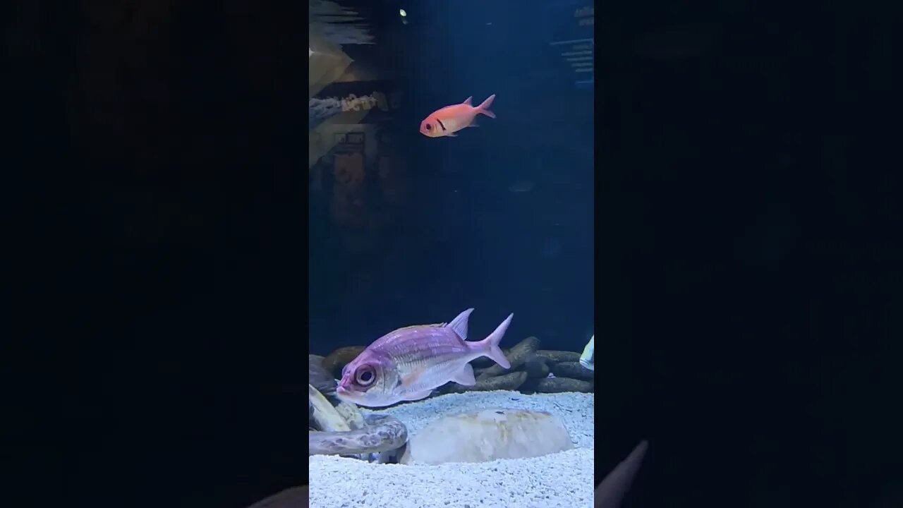 Ripley's aquarium Myrtlebeach