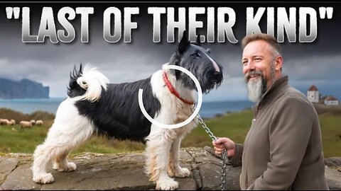 The 10 Rarest terrier Dog Breeds