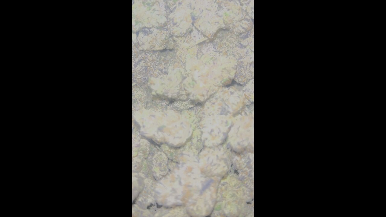 Curedhempncbd.com! Exotic THCA flower