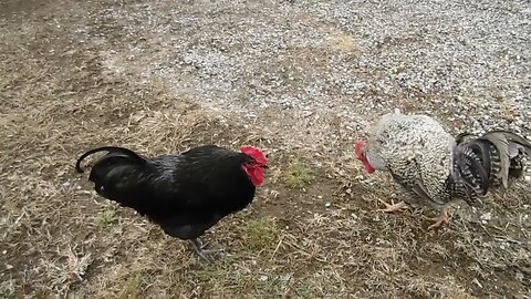 Clucky! my new huge 6foot tall rooster & my newly named brat Bitey the rooster