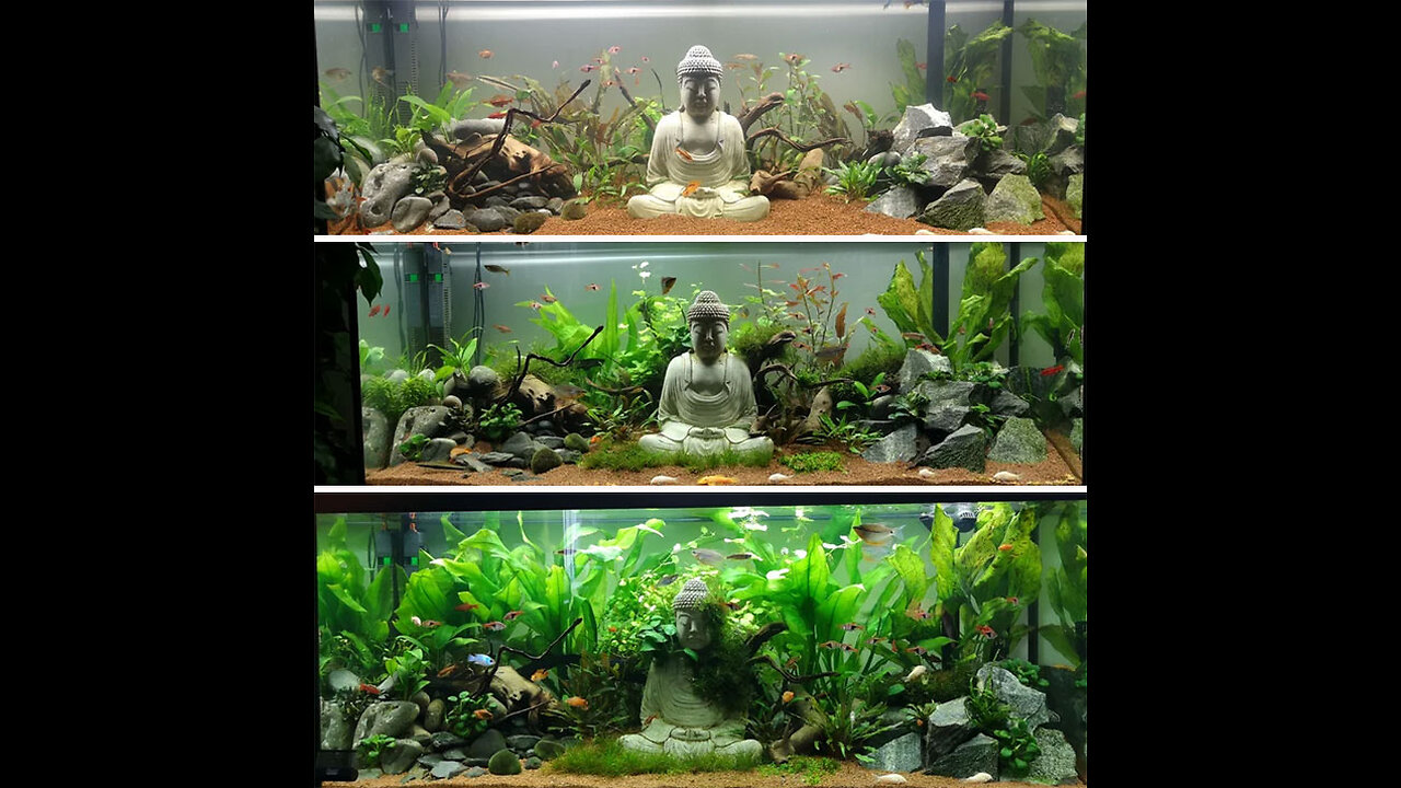 Stunning Aquarium Ideas You Must See