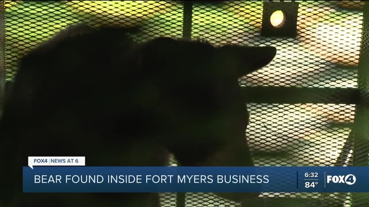 Bear sightings in Southwest Florida