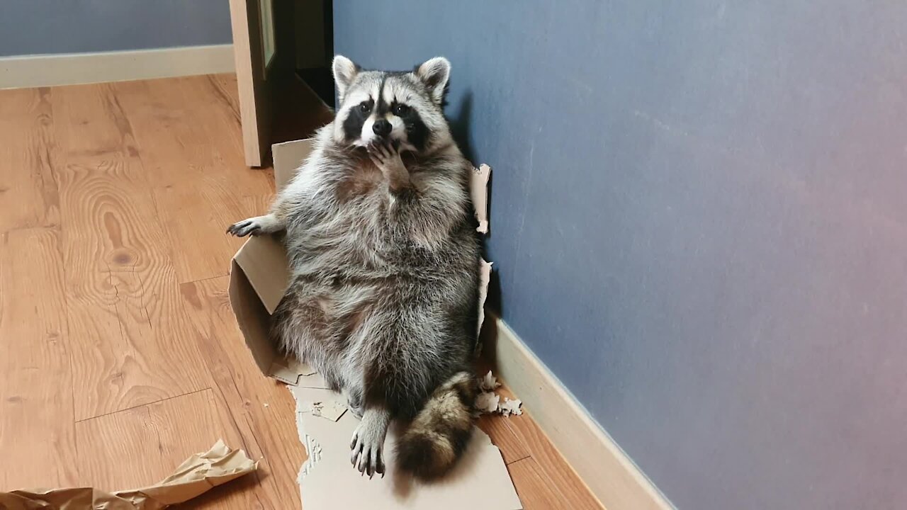 Raccoon turns empty box into his own personal armchair