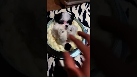 WAIT FOR IT! 🥰 Cute Dogs - Try not to Laugh_03_ #shorts