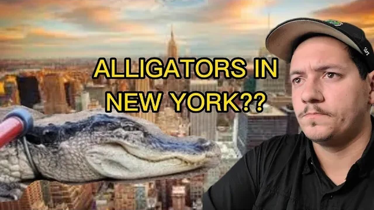 Alligator found in NEW YORK park??