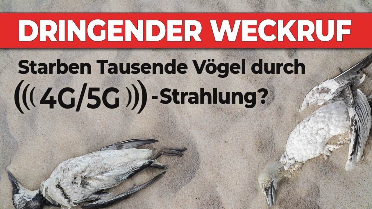 Dringender Weckruf: Starben Tausende Vögel durch 4G/5G-Strahlung?