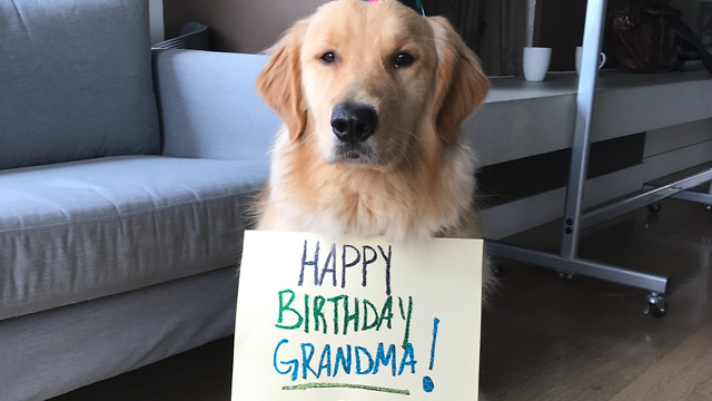 Puppy sends heart melting birthday wishes to Grandma