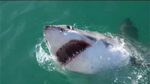 Shark steals fish from fisherman in Alaska