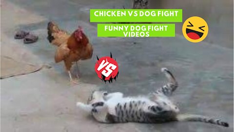 Chicken VS Dog Fight Funny animals Fight Videos