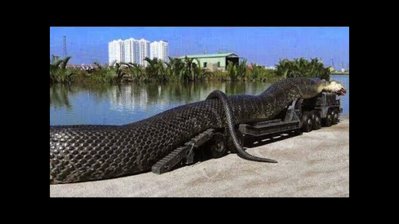 Top 5 Biggest snakes ever found in Telugu | Biggest snakes | Bmc facts