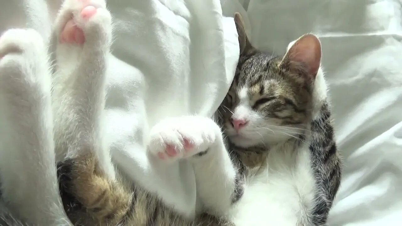 Funny Dreaming Kitten Twitches