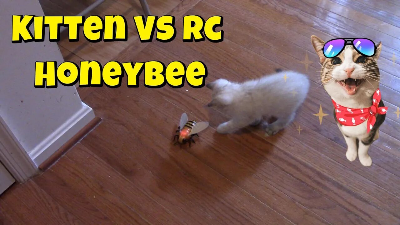 Kitten Vs RC Honeybee! 🐝😺