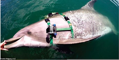 GoPro on US Navy dolphins captured eating sea snakes giving 'side eye'