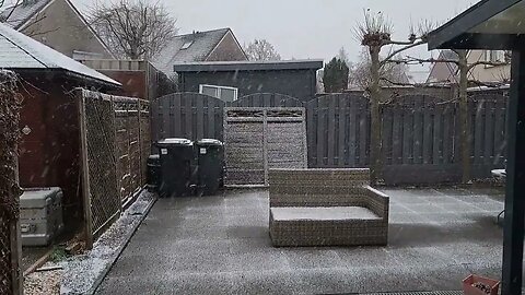 Snowing January 2023 garden