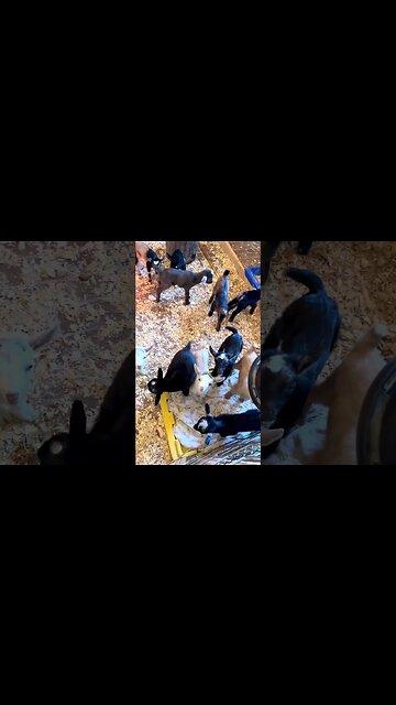 The Baby Goats Are Ready For Lunch #goat #babygoats #babygoat #homestead #farmlife