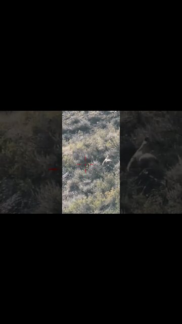 Hunting Coyotes #shorts #dog #animals #hunter #155