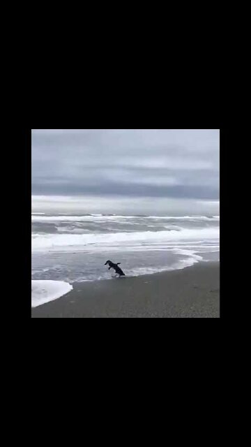 Releasing Rescued Penguin