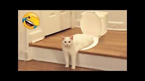 Funny Animal Videos 2022 😂 - Funniest Cats And Dogs Videos 😺😍 #10