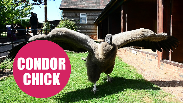 Endangered baby Condor being hand-reared at a British conservation centre