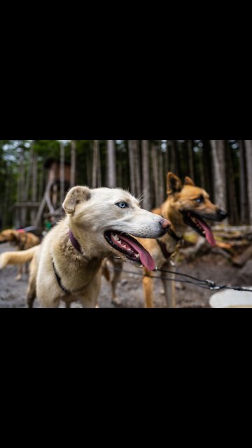 So Cute, The Dog Needs a Pair of Glasses Funny Dogs. (Funny Animals #262)