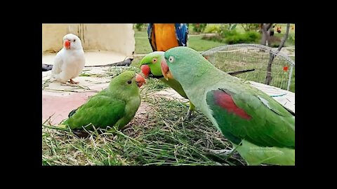 Talking Parrot Greeting Baby Parrots