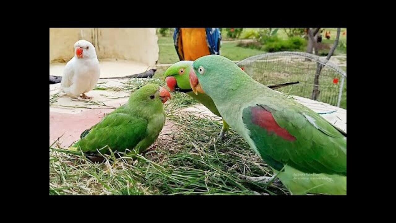 Talking Parrot Greeting Baby Parrots