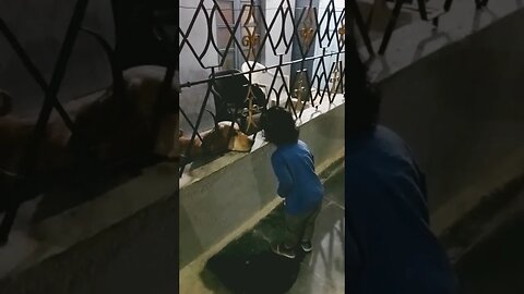 #viral #ytshorts #trending #little #cute #funny video😝 dog love❤ 🤣🔥🔥