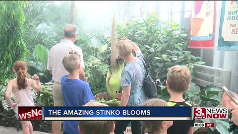 Stinko Bloom Progress